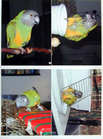 Print four photos, Senegal Parrot