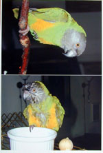 Print two photos, Senegal Parrot